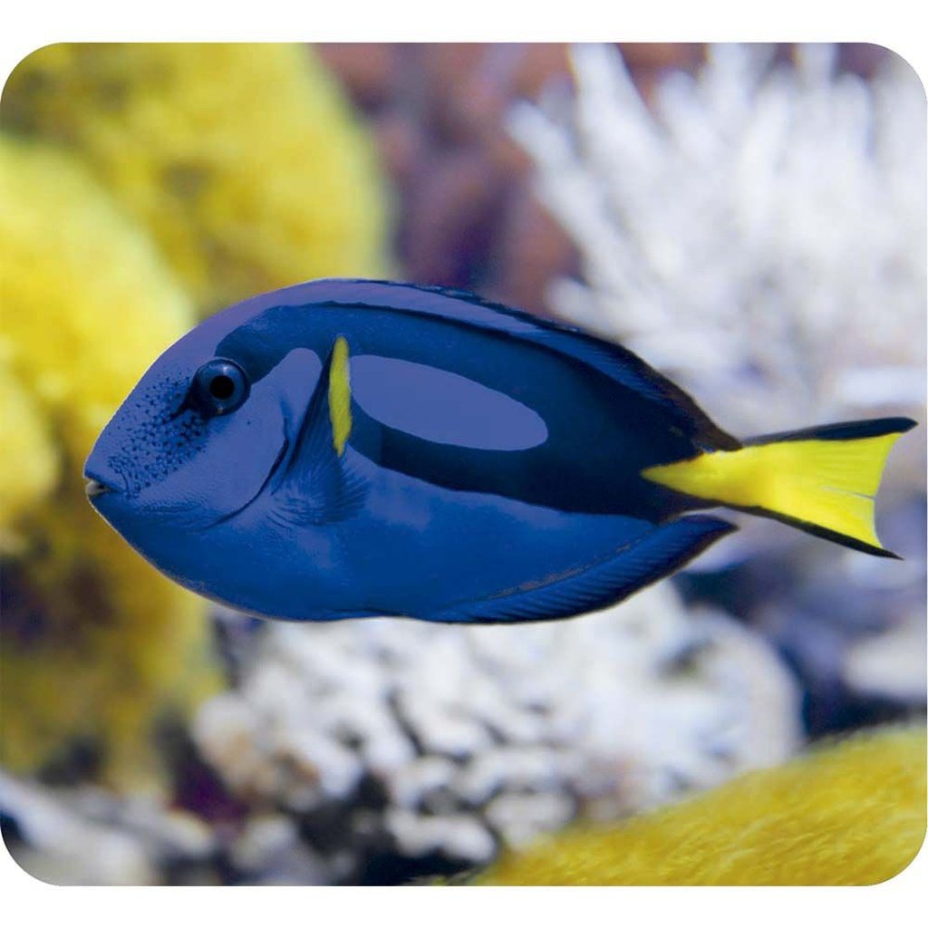 Proyector Criaturas Marinas