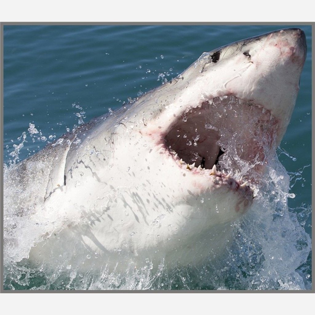 Linterna tiburones