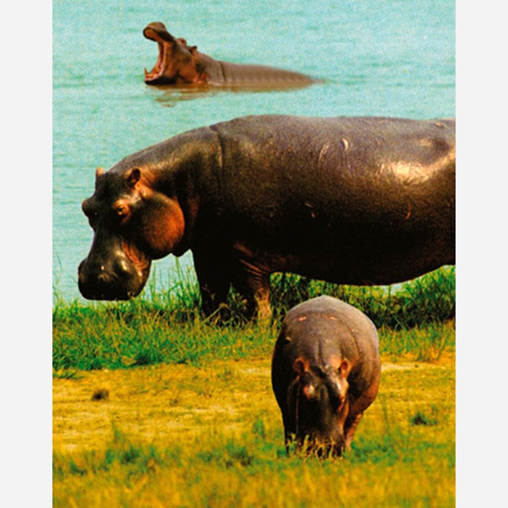 Linterna Animales Salvajes