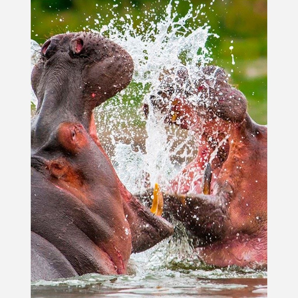 Linterna Animales Mortíferos